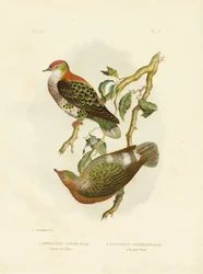 Prachtfruchttaube, 1891